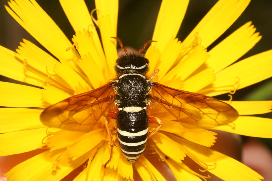 Imenotteri dell''Adamello